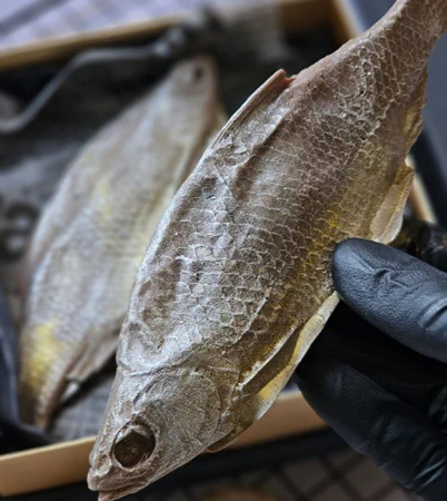 דג שוקולד איכותי - קנה עכשיו בחנות