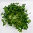 Daikon Microgreens (Japanese Radish) - בריא וטעים - Image 1