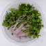 Microgreens Purple Collard - טרי ואיכותי - Image 1