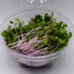 Microgreens Purple Collard - טרי ואיכותי - Image 2