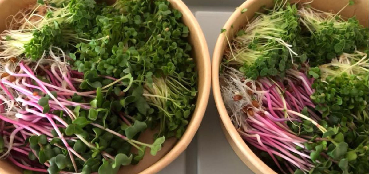Micro Greens for Salads: Fresh and Nutritious
