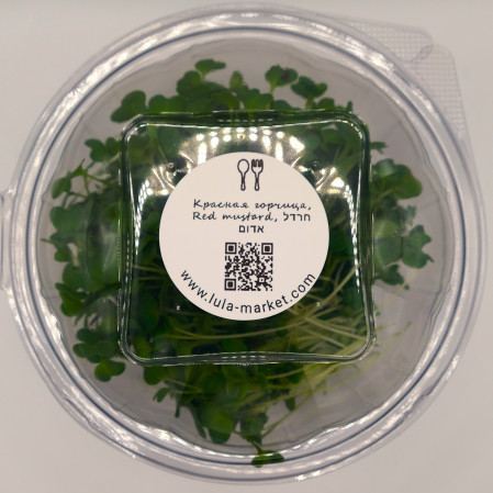 Микрозелень красной горчицы